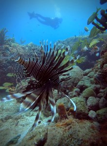 a group of underwater